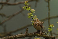 David Plant Photography - Wildlife Photographer - Meadow pipit in hawthorn - D